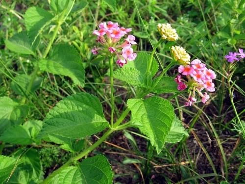 Conheça 4 plantas venenosas para o seu cavalo - Organnact